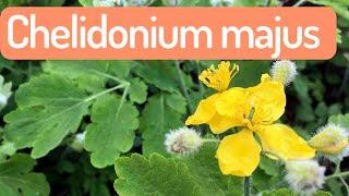 🟠 Chelidonium majus ⚘ Plantas bioindicadoras del suelo Shorts [upl. by Alyehs]