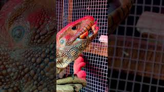 Caiman lizard chomping crawfish asmr volume up reptiles asmr lizard [upl. by Follmer]