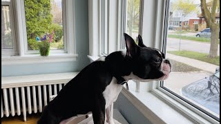 The Most “Intimidating” Boston Terrier Bark 🤣 [upl. by Nyllaf694]