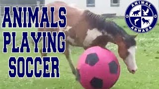 Animals Playing Soccer Football Futbol Compilation  animal football skills [upl. by Ssitruc]