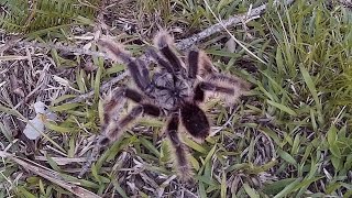 Aranha gigante na Serra Gaúcha Rota do Sol  Serra do Pinto  Tarantula Giant Spider [upl. by Ahsaekal]