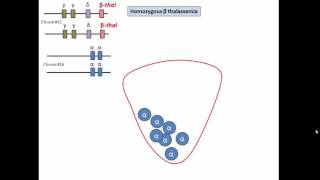 pathophysiology of beta thalassemia [upl. by Ribaj913]