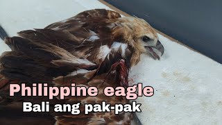 Philippine eagle napulot ko SA gilid ng kalsadasugatan [upl. by Oreste749]