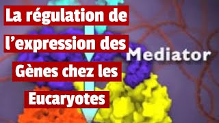 Régulation de lexpression des Gènes chez les Eucaryotes [upl. by Kcirdez]