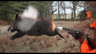 Best Of Wild Boar Hunting shots [upl. by Ettenuahs]