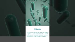 What is Rickettsia Bacteria [upl. by Brigid303]