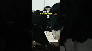 HUGE Dairy Farm in Minnesota [upl. by Meadows]