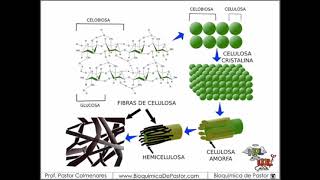 Celulosa y quitina  Carbohidratos parte XII [upl. by Dunc]