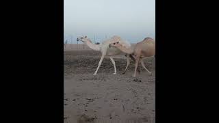 camels atutud  animal mating calls  animals tv92 [upl. by Sonitnatsnoc578]