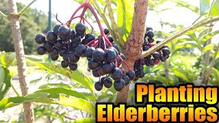 Planting Elderberries [upl. by Etteyniv476]