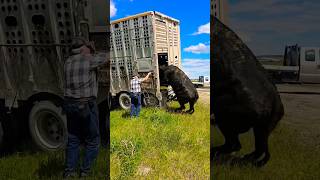 The cattle trailer almost tipped over Hauling cows is FUN [upl. by Depoliti]