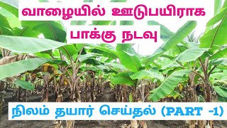 வாழையில் ஊடுபயிராக பாக்கு கன்றுகள் நடுவதற்காக நிலம் தயார் செய்தல்  ArecaNut in Banana Tilling land [upl. by Mobley]