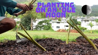 Planting On An ʻOle Moon Lihilihi Molina Hawaiian Taro Variety [upl. by Goetz]