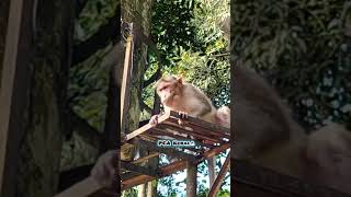 Did you see his look while lying on the platform Monkey Macaca Macaco Macaque Bandar Kurangan [upl. by Anitsud]