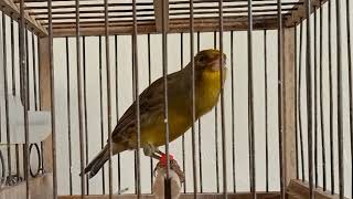 canari timbrado qui chante l meilleur chant canari timbrado [upl. by Pierre]