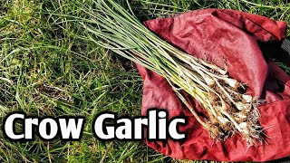 Crow garlic Allium vineale foraging tip [upl. by Enohpets966]