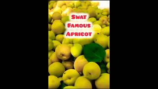 Swat Valley  Famous Fruit  Apricot swatvalley apricots youtubeshorts [upl. by Nimad]