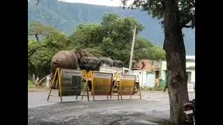 news Elephant attack in sathyamangalam [upl. by Placida]