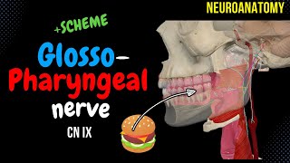 CN 9 Glossopharyngeal nerve SIMPLE Scheme  Visuals [upl. by Enhpad]