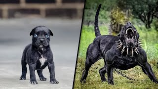 Before amp After Animals Growing Up Incredible Animal Transformations [upl. by Sivam]