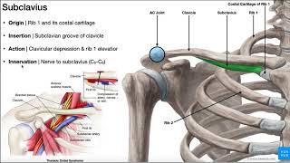 The Subclavius Muscle  Anatomy amp Function O I N A [upl. by Yojal]