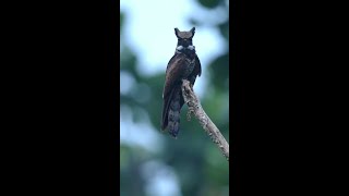 great eared nightjar call [upl. by Norit]