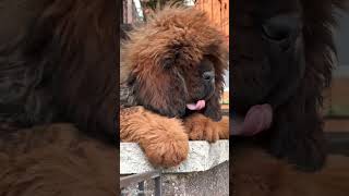 Tibetan mastiffs puppy [upl. by Beller]