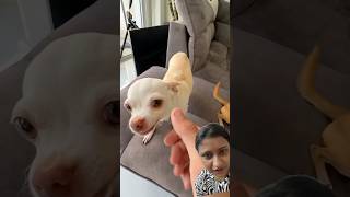 Cute Nikki 😂 chihuahua dog puppy pets cute funny petcomedy funnydog puppycomedy comedy [upl. by Mikael]