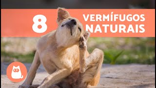 8 melhores vermífugos naturais para cães 🐶✅  Como desparasitar um cachorro naturalmente [upl. by Proudlove]