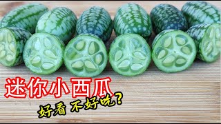 一株能结上百个，原本是装饰性植物，它就是老鼠瓜，也叫墨西哥酸黄瓜 【如何种植拇指西瓜】How to Grow The Worlds Smallest Watermelon [upl. by Tillinger]