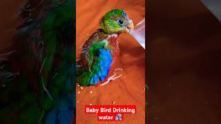 Turquoisine Baby Bird drinking Water 💦🥰 ছোট্টো টারকুইজিন পাখির বাচ্চা পানি খাচ্ছে🐥 turquoisinebird [upl. by Nalyk537]