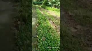 VLOG 1674 SINILOAN LAGUNA PROPERTY 3 HECTARES CLOA TITLED OLD OCULAR RICKY 09230232341 [upl. by Saffian883]