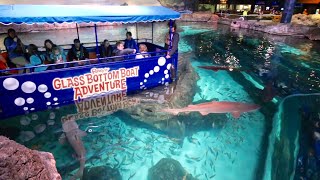 Glass Bottom Boat Adventure in Shark Lagoon  Ripleys Aquarium of The Smokies  Penguin Encounter [upl. by Reginnej]