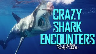 The Top 5 Craziest Shark Encounters  Salt Life [upl. by Omsoc646]