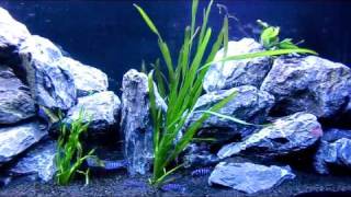 Malawi Demasoni Tank 470 L [upl. by Kenlay]