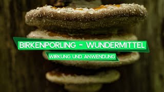 Warum der Birkenporling ein Wundermittel ist Wirkung und Anwendung [upl. by Acinomal]