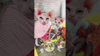 Billi cartoon🐈‍⬛🐈‍⬛🥗🍚🍚 short video🙏🙏🙏 [upl. by Amorette]