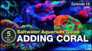 Top LPS and soft corals that make a tank POP Adding simple beginner corals [upl. by Torruella]