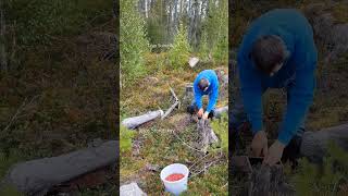 Berry picking season harvesting blueberry wildberries bilberry berryfarm lingonberry [upl. by Notelrac]