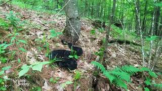 Timber Rattlesnake Rattling Crotalus horridus The courtesy rattle [upl. by Sisak710]