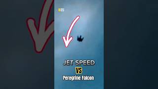 JET Speed VS Peregrine Falcon [upl. by Latimore]