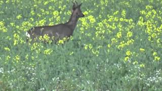 buck shot with 65x55 [upl. by Nikral375]