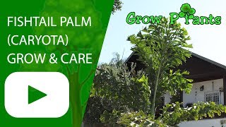 Fishtail palm  grow and care Caryota [upl. by Anafetse]