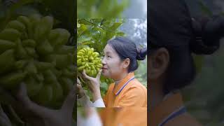 Harvesting budhas hand fruit go to market sell harvest harvesting farmlife [upl. by Pozzy862]