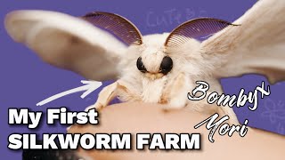 Raising a Silkworm farm Bombyx Mori  CUTEST MOTH [upl. by Sakovich288]