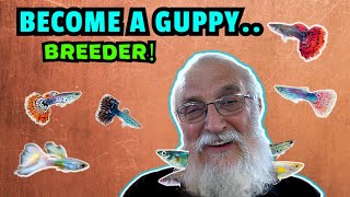 Become A Guppy Breeding Pro How To Breed Prizewinning Fish [upl. by Nobe]