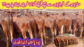 Great New Wacha Farming in Pakistan  How To Start Low Investment Business Hussain Cattle Farm [upl. by Aura687]