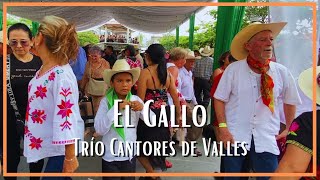 Trío Cantores de Valles  El Gallo [upl. by Jarlath]