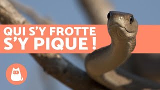 Les animaux LES PLUS VENIMEUX DU MONDE 🐍 2019 [upl. by Kristel]