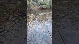 North East Georgia trout fishing trout flyfishing catchnrelease [upl. by Assinna]